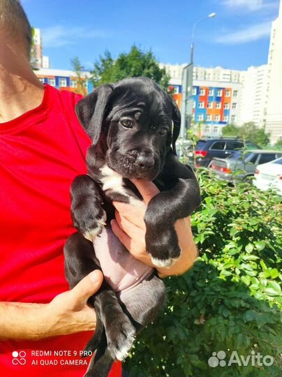 Щенки Кане Корсо