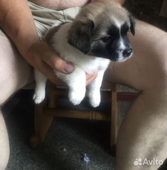 Собака в добрые руки папильон