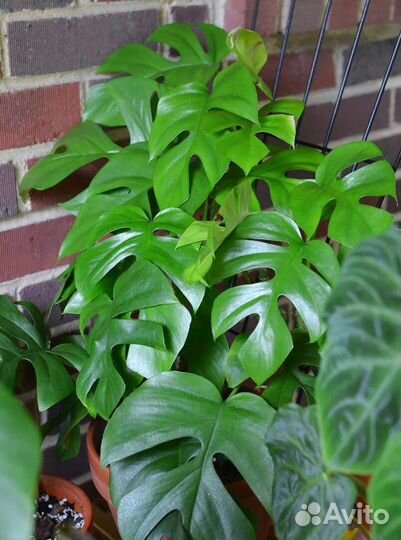 Монстера рафидофора