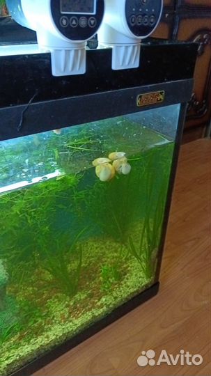 Улитка Ампулярия(Pomacea bridgesii