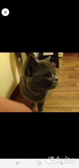 Кот на вязку