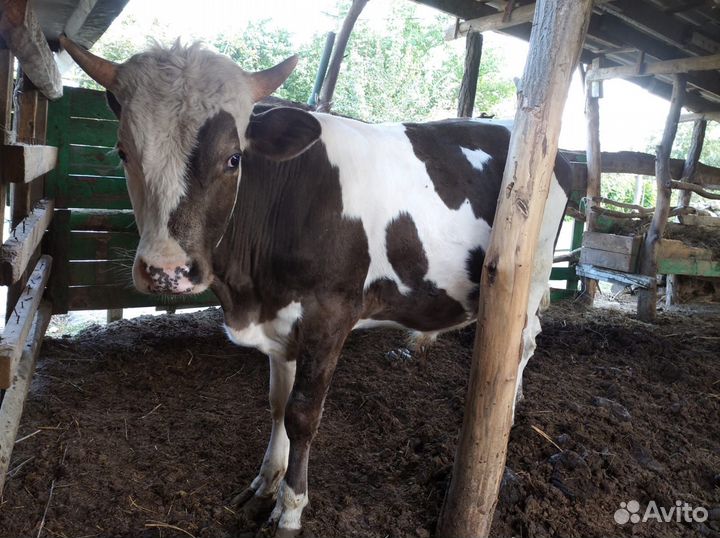 Корова с теленком и бычок полторагодичный