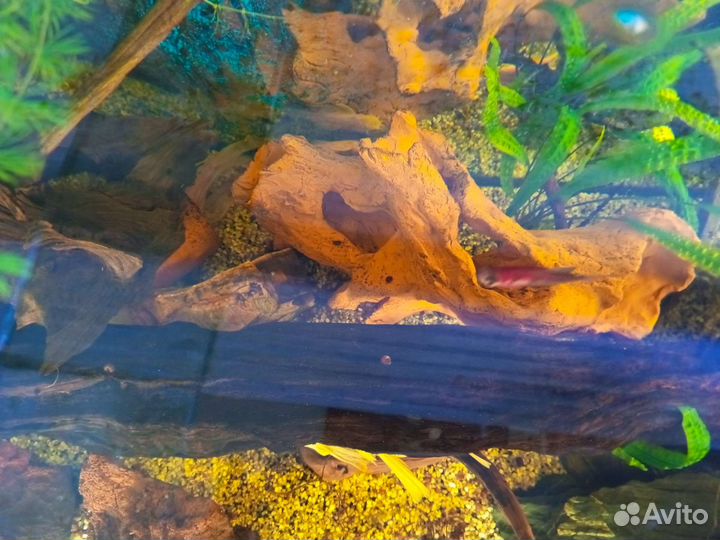 Аквариум с рыбками и тумбой