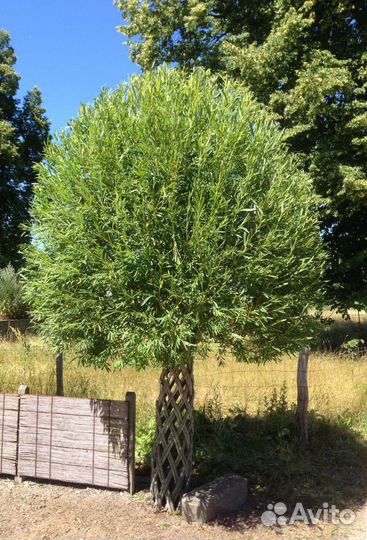 Плетеные деревья