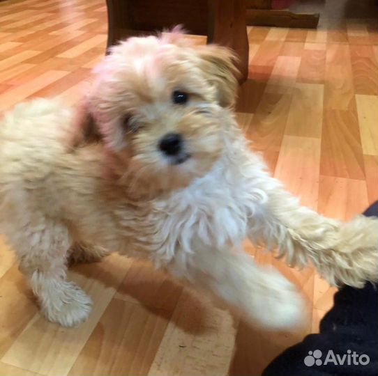 Мальтипу F1 девочка