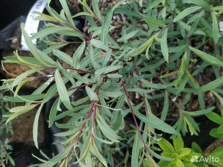 Ива пурпурная нана