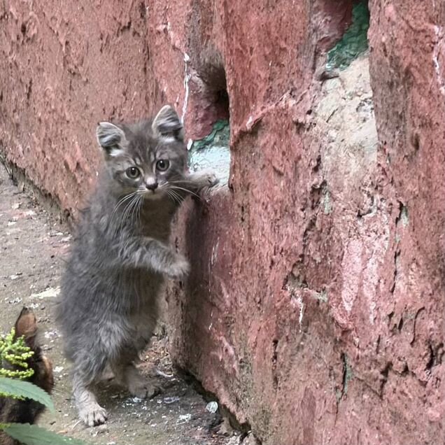 Котёнок в добрые руки