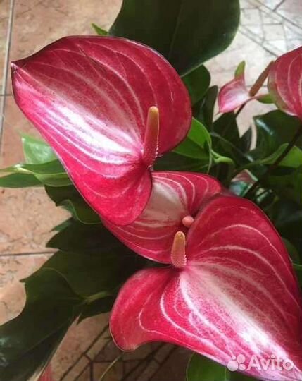 Антуриум ливиум