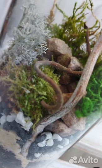 Моссариум. Флорариум с несколькими видами мха