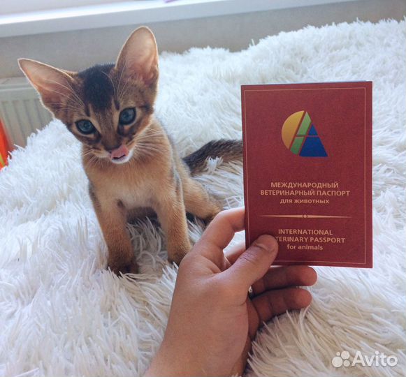 Абиссинский кот вязка