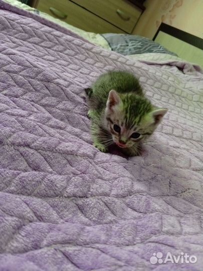 Котята в добрые руки бесплатно