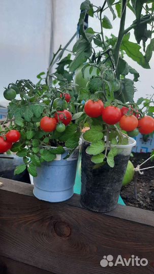 Томат Балконное чудо