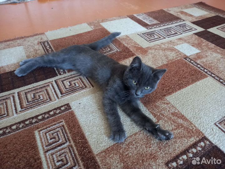 Доброжелательный котик