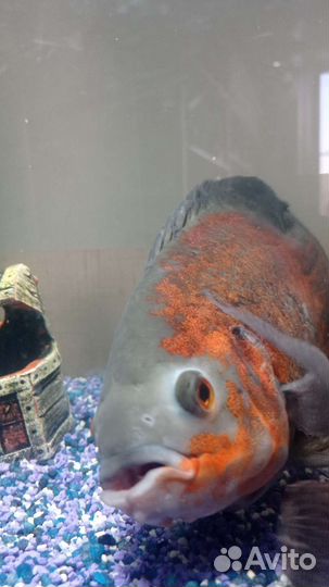 Астронотус и Анциструс звездчатый