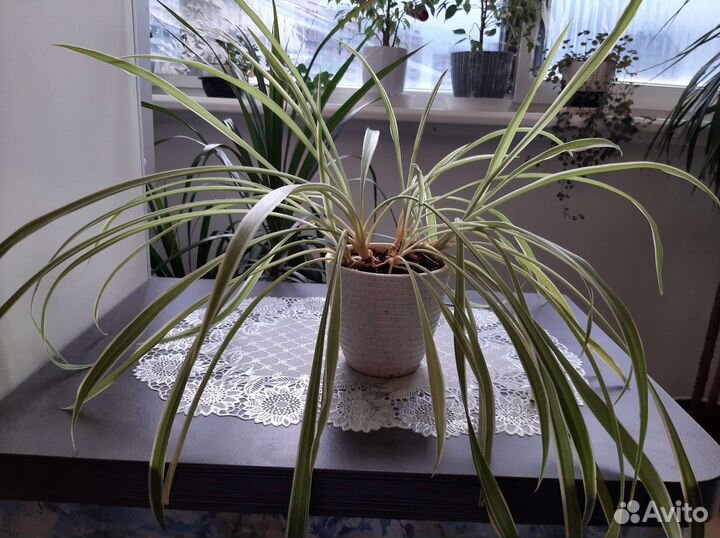 Разные комнатные цветы