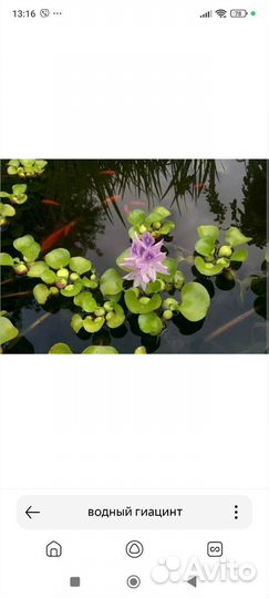 Водный гиацинт