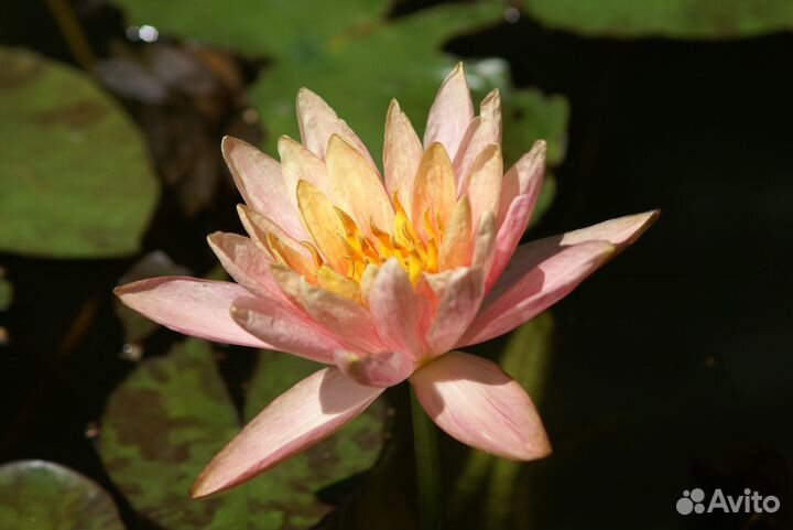 Нимфея сорта Colorado