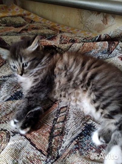Котята в добрые руки бесплатно