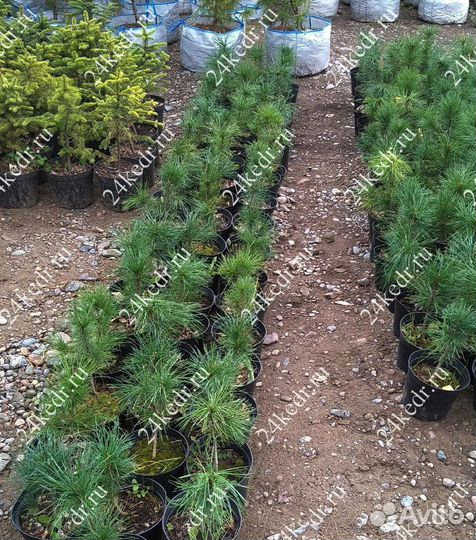 Саженцы кедра