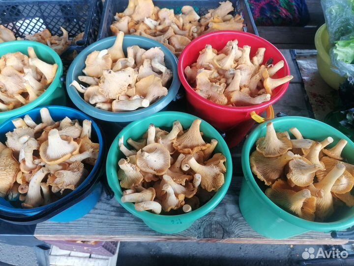 Грибы лисички свежие