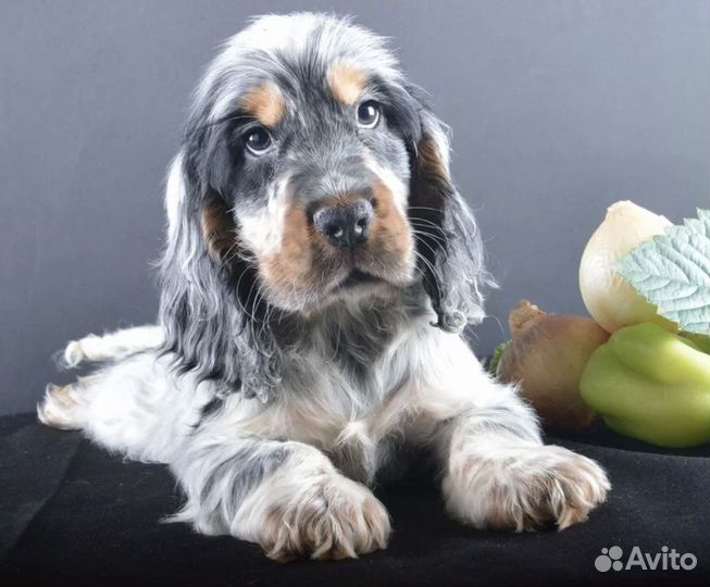 Щенки английский кокер спаниель 3.5 месяца