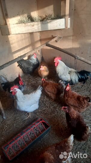 Яйцо домашнее