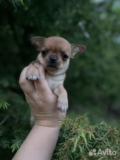 Супер мальчики чихуа