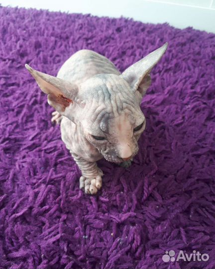 Донской сфинкс