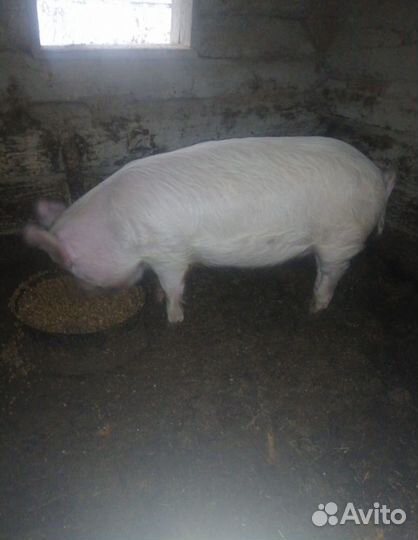 Продам хряка