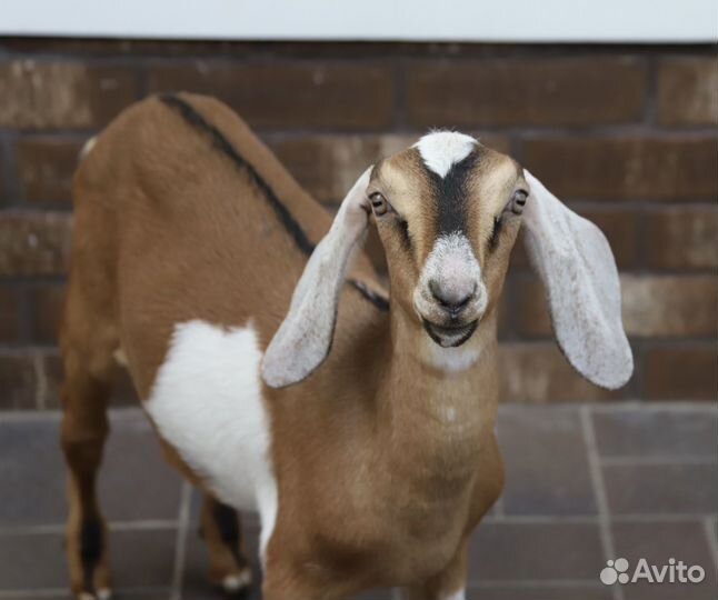 Англо-нубийские козлята