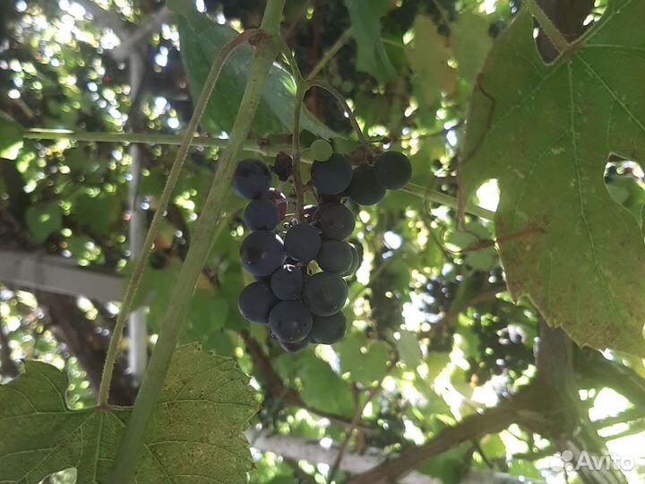 Продам виноград с куста