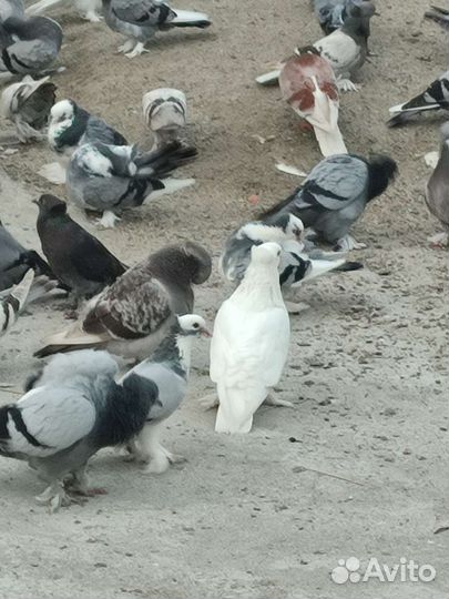 Ленинаканские голуби. Армянская Птица