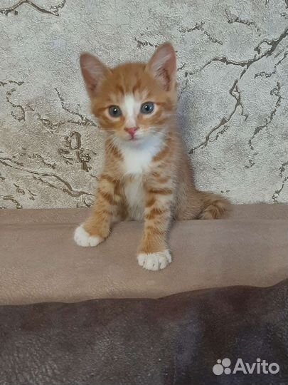 Солнечные котята в добрые руки