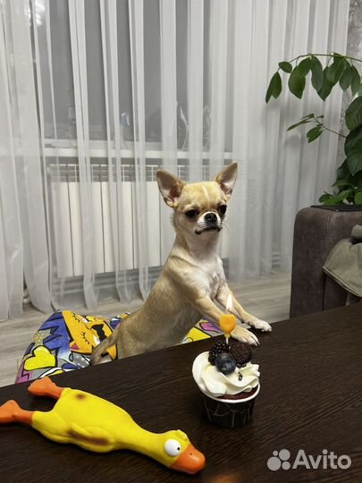 Вязка чихуахуа