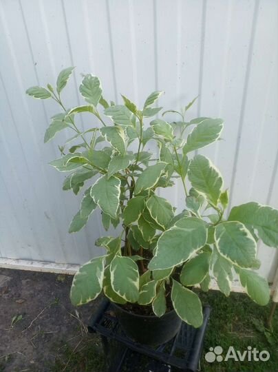 Декоративные кустарники