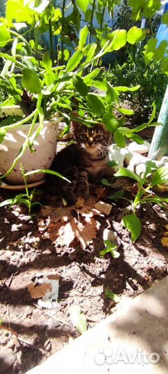 Кошка в дар