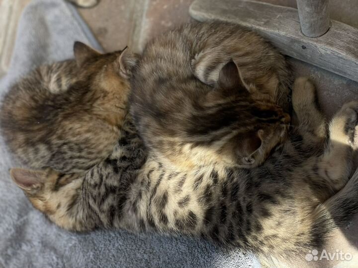 Котята в добрые руки наполовину бенгалы