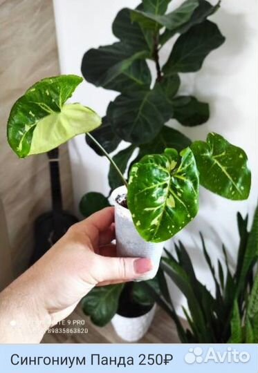 Сингониумы сортовые комнатные цветы
