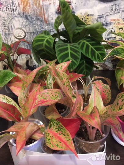 Цветы сансы замики антуриумы калатеи аглаонемы