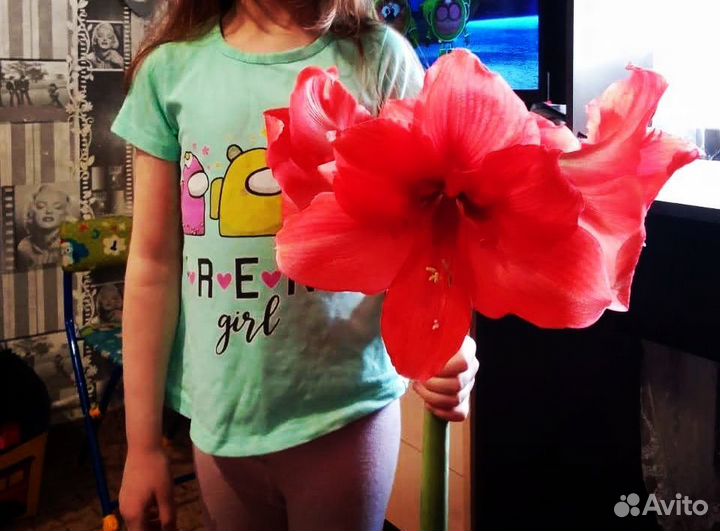 Гиппеаструм