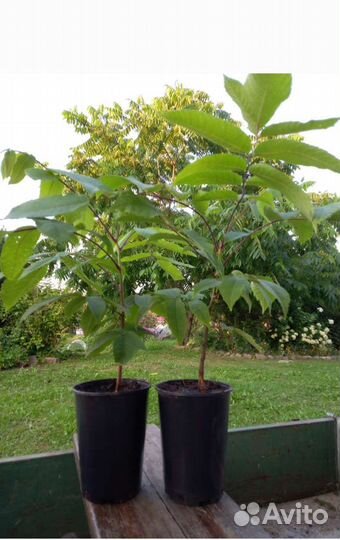 Маньчжурский орех саженцы