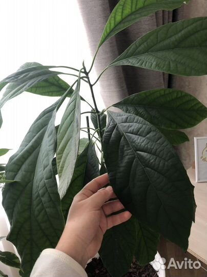 Авокадо дерево