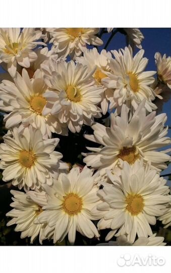 Хризантема белая и розовая.Можно садить все лето