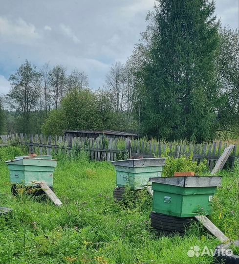 Мёд натуральный