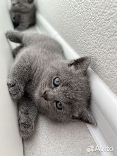 Британские котята