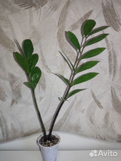 Замиокулькас