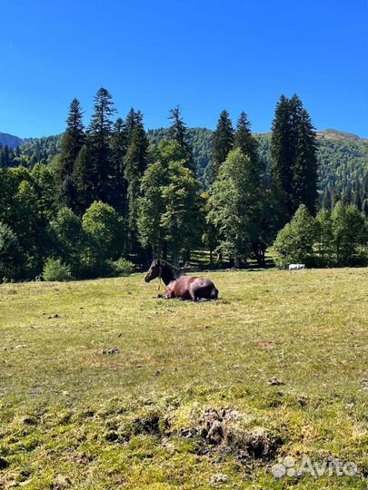 Джиппинг тур по Абхазии (озеро Рица)