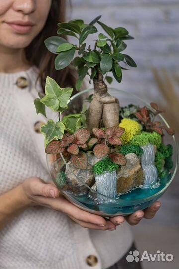 Бонсай, фикус в подарок, женщине руководителю