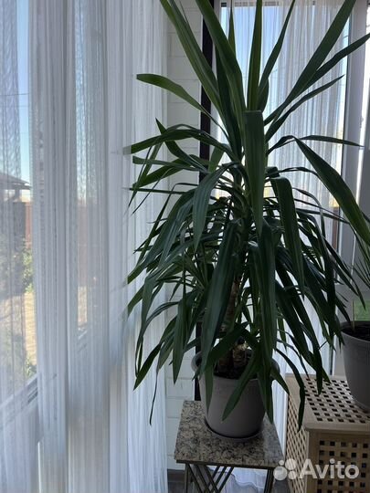 Комнатные цветы юкка