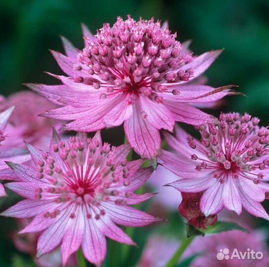 Астильба астранция. Многолетние цветы